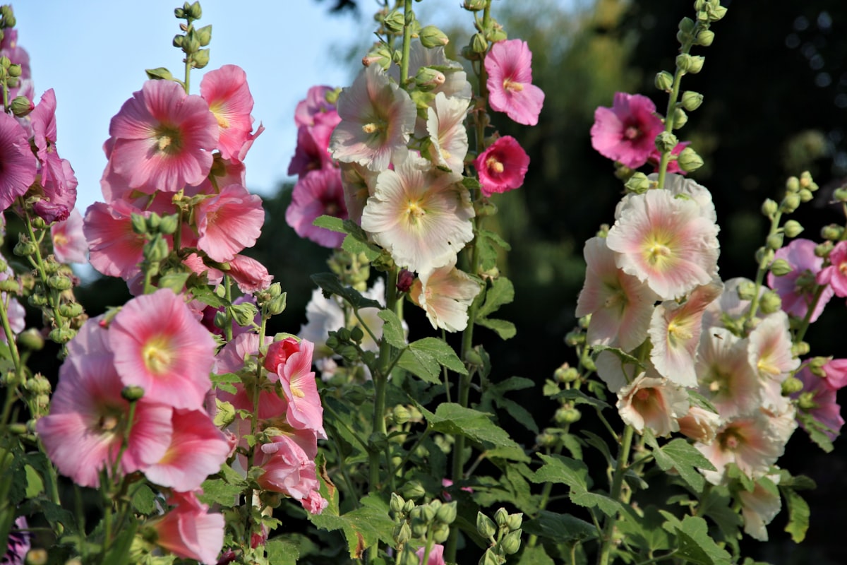De cottage tuin is terug en dat is geen toeval